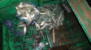 <p>Завершено расследование дела о незаконной ловле рыбы и раков в Сенненском районе</p>