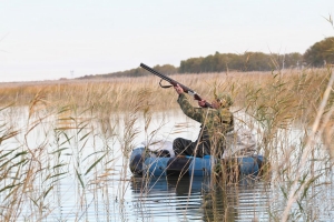 Сезон охоты на водоплавающую (кроме гусей) и болотную дичь – вальдшнепа, вяхиря, сизого голубя, перепела, фазана действует в Витебской области с 11 августа