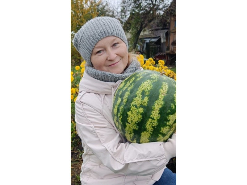 Полосатые, сочные, вкусные: хорошим урожаем арбузов может похвастаться сенненка Алеся Ковшер