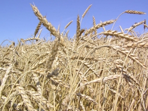 На Сенненшчыне рыхтуюцца да галоўнага старту