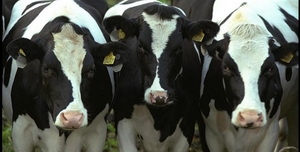 Калі ўласнікі жывёлы не атрымаюць ва ўстаноўленыя тэрміны электронны 
пашпарт для каровы, яны не змогуць рэалізоўваць малако на перапрацоўку 
і, нават, здаць карову на мясакамбінат. Гэта датычыць як прыватных асоб,
 фермерскіх гаспадарак, так і грамадскіх