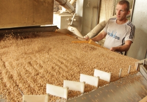 Адначасова са жнівом у Віцебскай доследнай меліярацыйнай станцыі рыхтуюць да сяўбы насенне азімых зерневых культур і злакавых траў