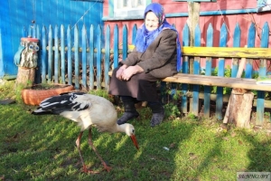 У Сенненскім раёне жыхары вёскі
Заслонаўка дапамаглі хвораму  буслу