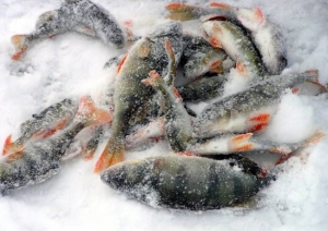 Завтра на озере Сенненское пройдут соревнования по зимней рыбалке