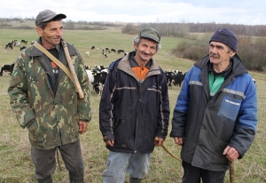 Пашаны перыяд утрымання буйной рагатай жывёлы пачаўся 
ў ААТ «Белая Ліпа»