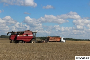 В ОАО «Студёнка» на жатве заняты 4 экипажа зерноуборочных комбайнов, на отвозке 3 единицы техники
