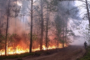 <p>Лесные пожары</p>