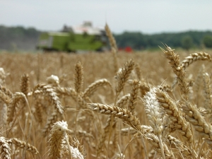 На пасяджэнні Сенненскага райвыканкама абмеркавалі, як вядзецца падрыхтоўка ў сельгасарганізацыях да жніва і асенняй сяўбы<br />