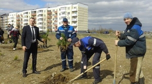 Пяццюстамі саджанцамі сасны на мінулым тыдні папоўнілася вуліца Заводская г. Сянна